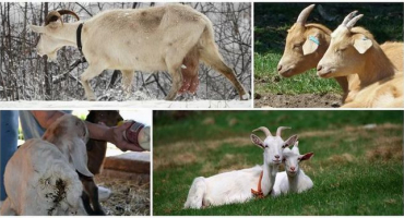 Známky a příznaky červů u koz, jak léčit a preventivní opatření